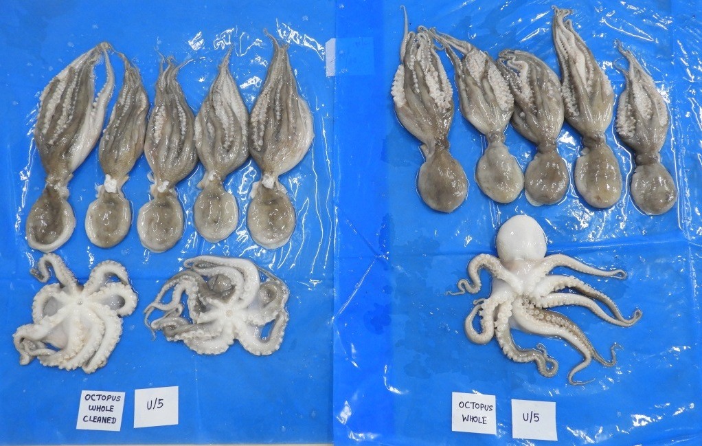 Octopus cleaned