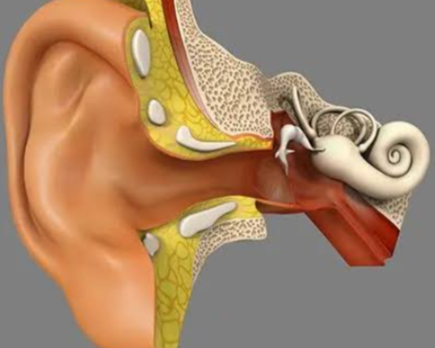 Stapedectomy in Chinchpokli How to Know When Hearing Loss Needs Surgical Evaluation