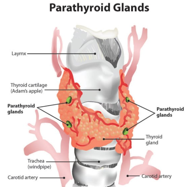 Laparoscopic Appendix Surgery in Mahim: How Appendicitis Is Evaluated and Treated
