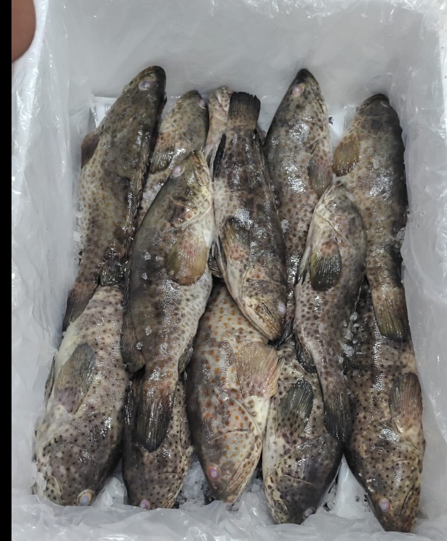 EXPORT QUALITY GROUPER FISH