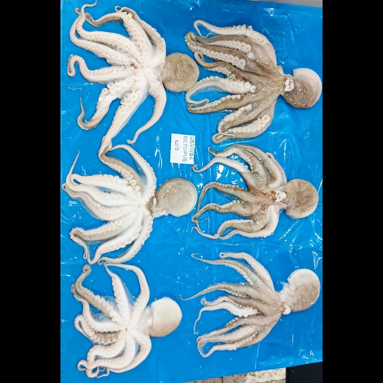 Octopus U/5 size