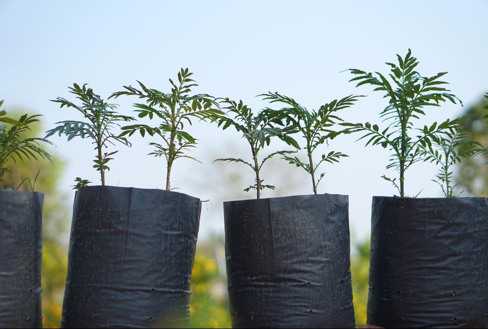 Grow Bags for Terrace Vegetables, Herbs, Ornamental Plants