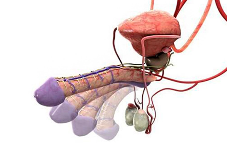 Erectile Dysfunction Treatment Depends on the Cause Not Just the Symptom