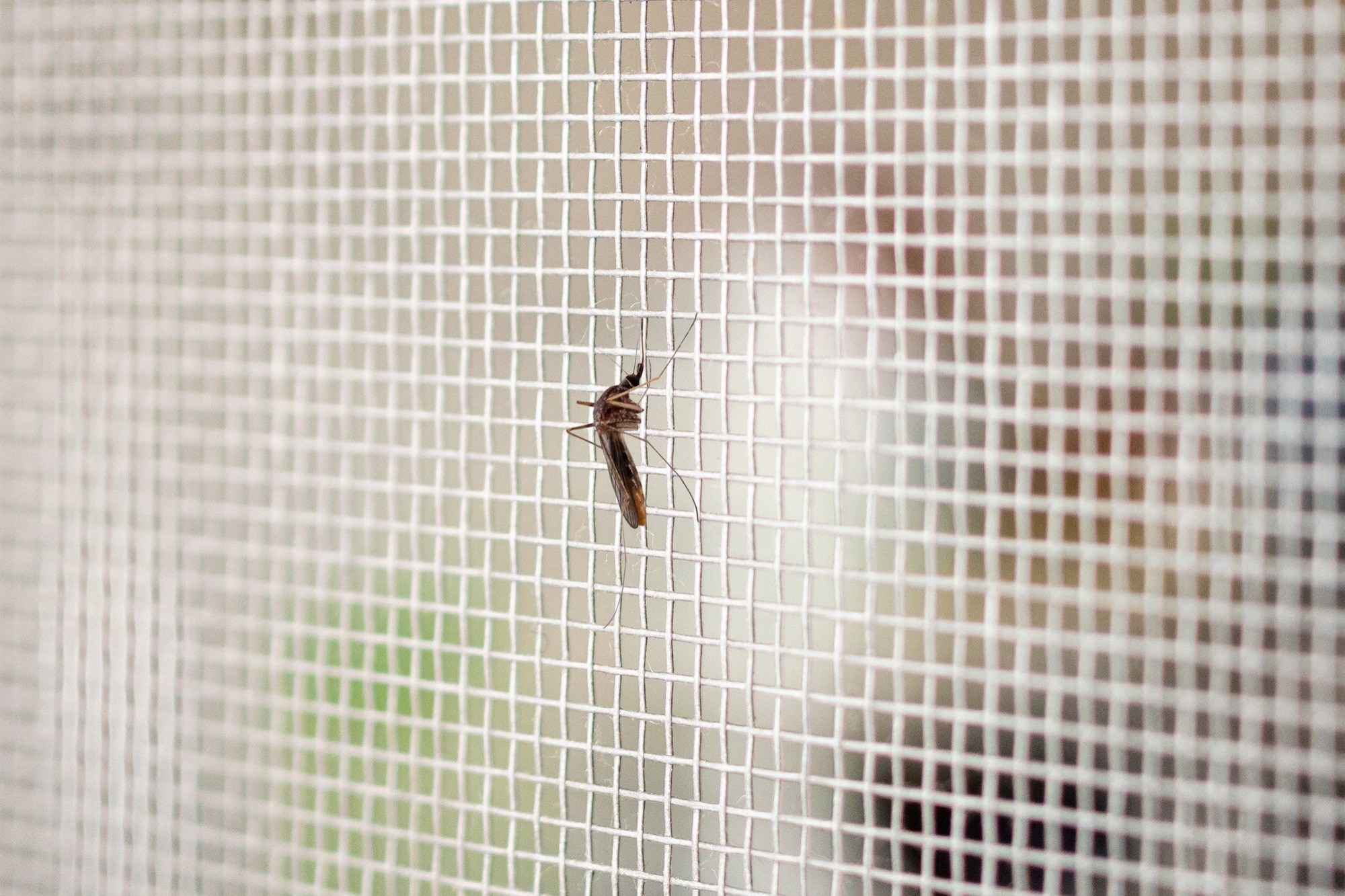 What to Look for When Choosing the Best Mosquito Net Supplier for Your Home