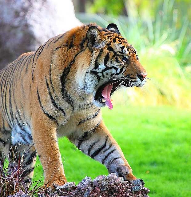 places to visit rajasthan
Ranthambore
Ranthambore Tourism
Ranthambore is one of the best tiger r...