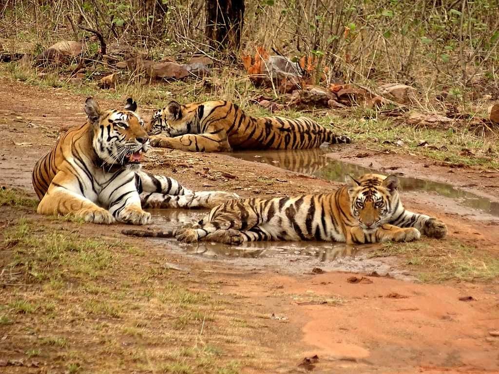 Tourist places in Madhya Pradesh
Kanha National Park
Kanha National Park Tourism
Located in a cen...