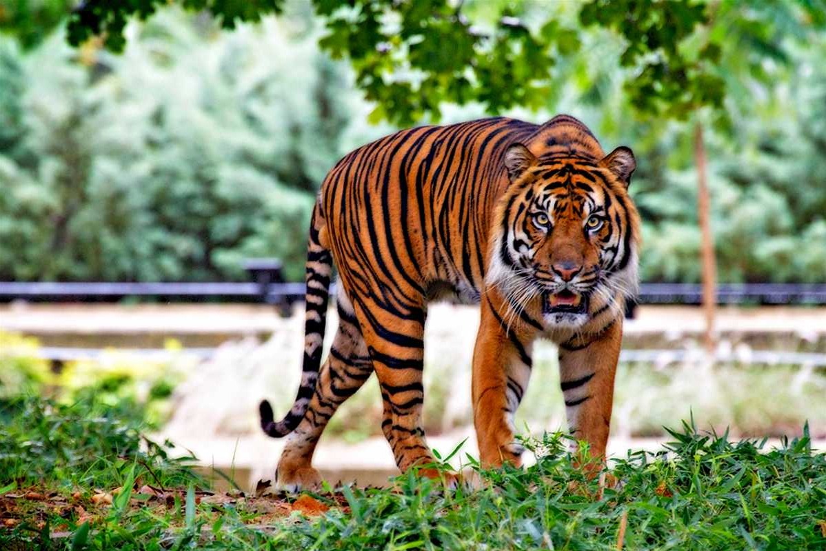 Tourist places in Madhya Pradesh
Bandhavgarh National Park
Bandhavgarh National Park Tourism
Form...