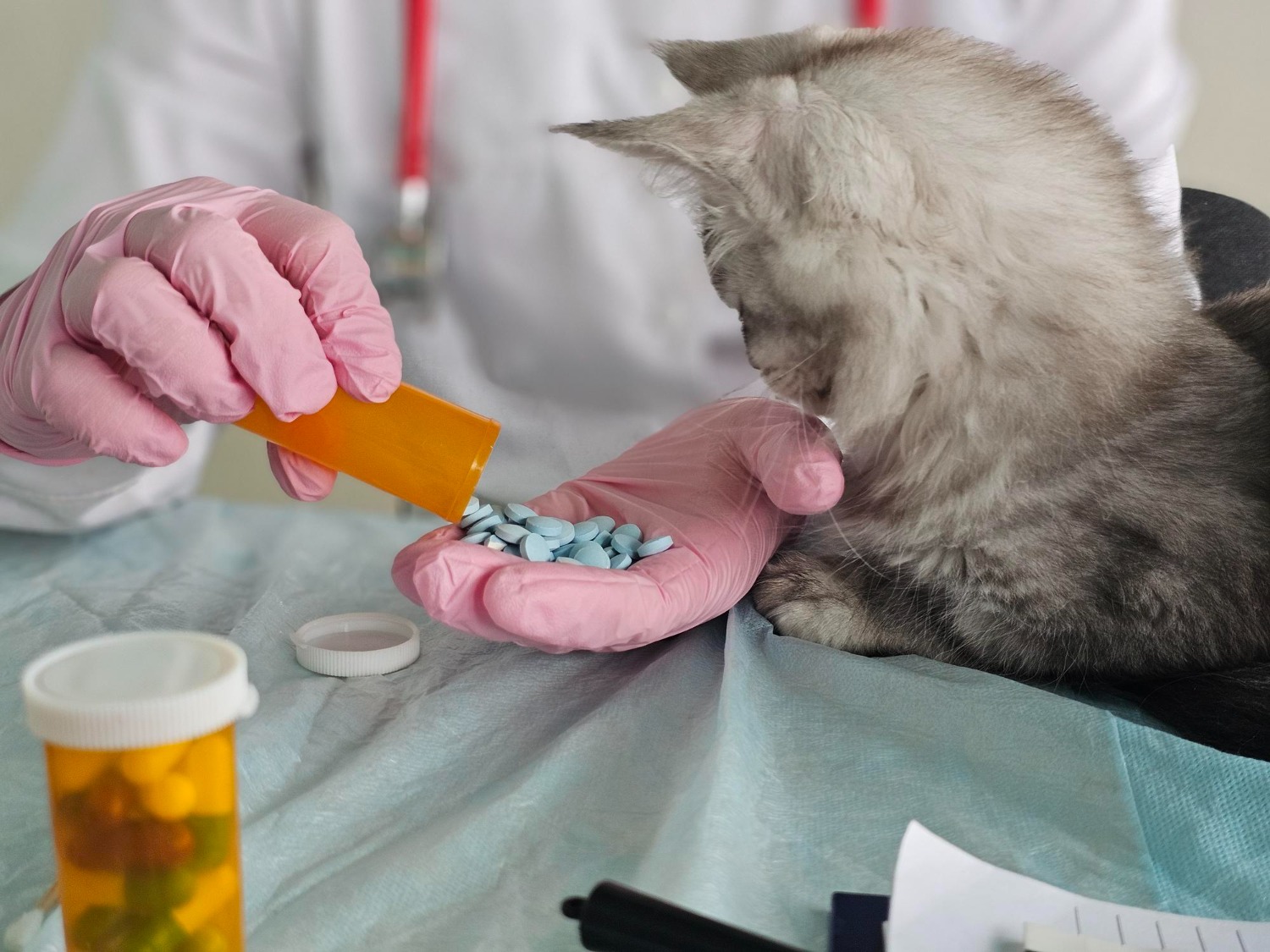 Veterinary PCD Pharma Franchise Questions to Ask Before Finalizing a Partnership