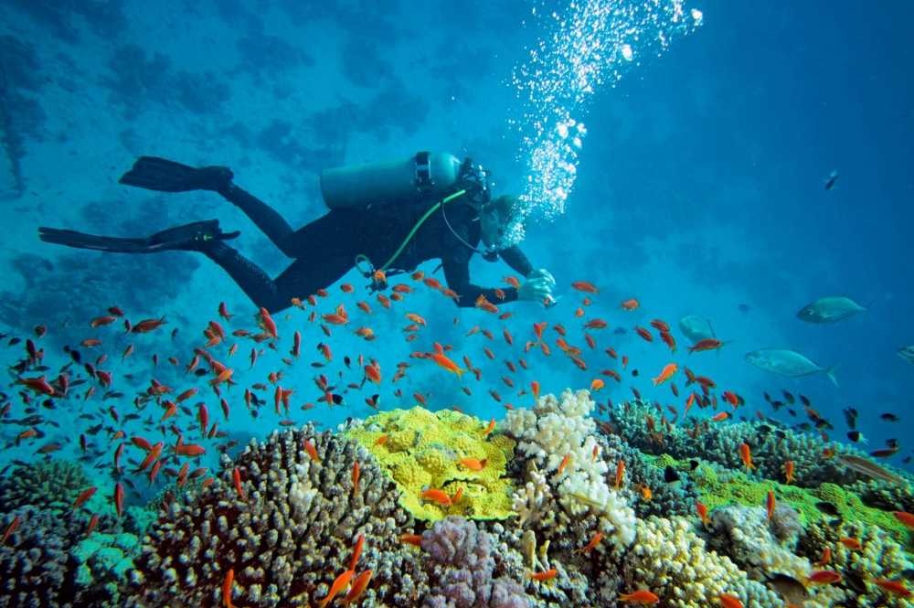Tourist places in Maharashtra
Tarkarli
Tarkarli Tourism
Tarkarli is famous for its long and narro...