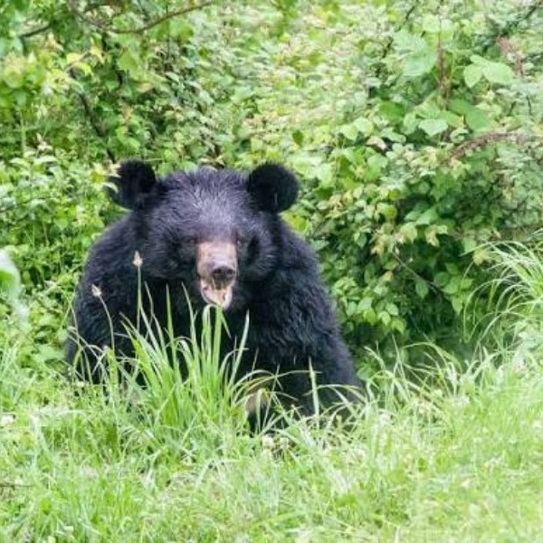 Tourist Places in Jammu & Kashmir
Dachigam National Park
Dachigam National Park Tourism
With lus...