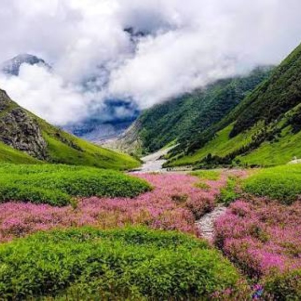 places to visit in uttrakhand
Valley of Flowers
Valley of Flowers Tourism
Valley of Flowers is lo...