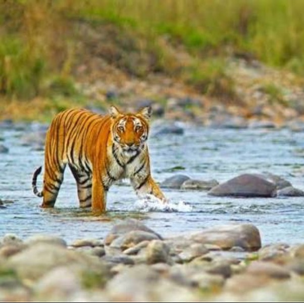 places to visit in uttrakhand
Jim Corbett National Park
Jim Corbett National Park Tourism
Establi...