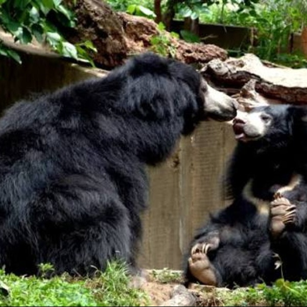 Places to Visit in Gujarat
Ratanmahal Sloth Bear Sanctuary
Ratanmahal Sloth Bear Sanctuary, Gujara...