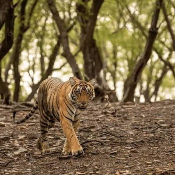 Tourist Places in Odisha
Satkosia Tiger Reserve
Satkosia Tiger Reserve, Odisha Overview
The pict...