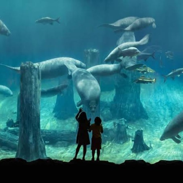 Places to isit In Singapore
River Wonders
Singapore River Safari, Singapore Overview
River Wonde...