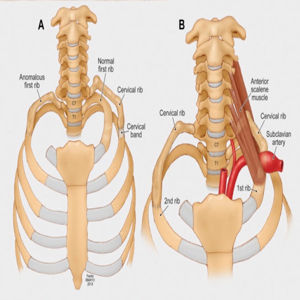 release neck muscles