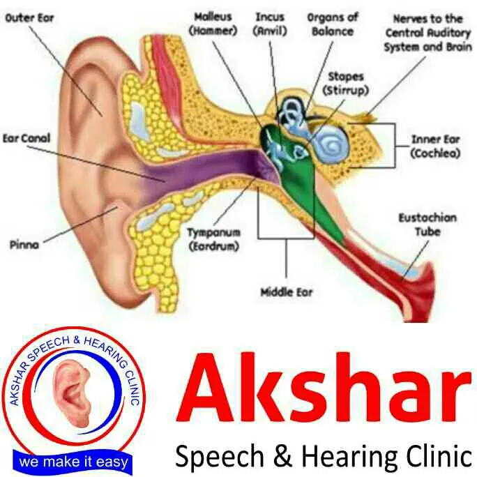 The ear our key to social life
Hearing connects us...
