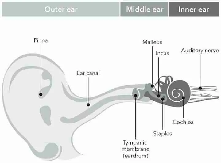 How hearing works:
The ear is an amazing and incre...