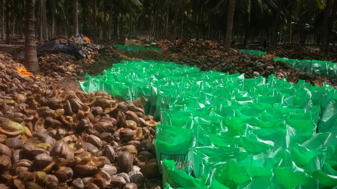 Quality Pollachi Coconut Suppliers in Coimbatore
...