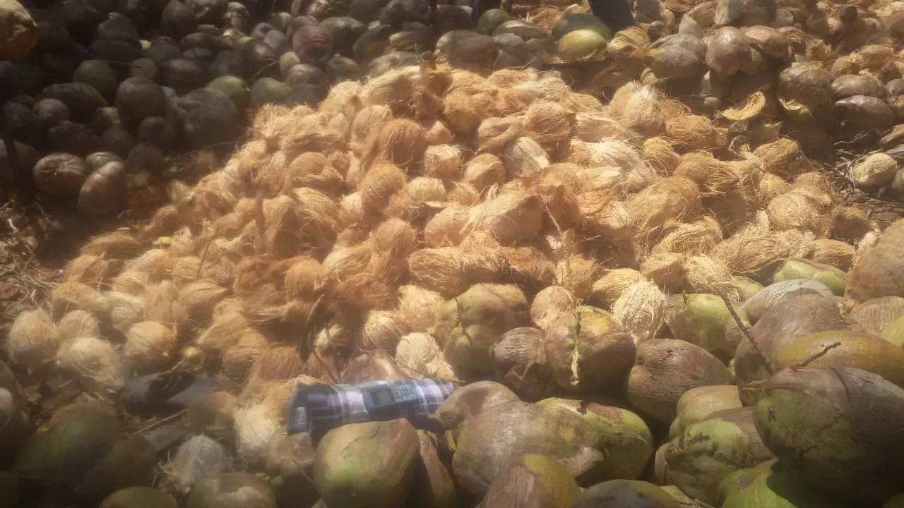 HIGH QUALITY HUSKED COCONUTS POLLACHI
HIGH QUALIT...