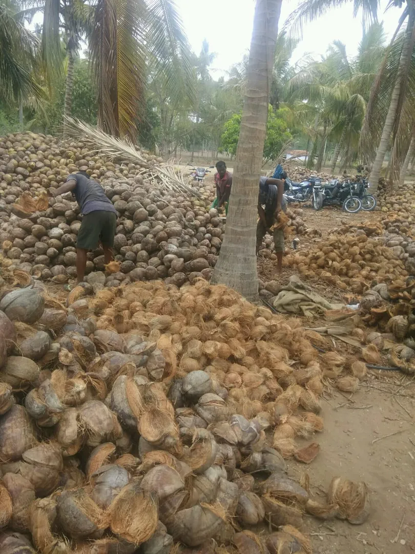 BROWN FRESH COCONUT POLLACHI
BROWN FRESH COCONUT,...
