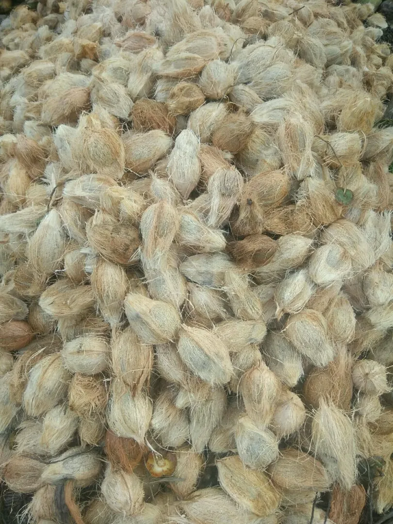 FRESH COCONUT POLLACHI
FRESH COCONUT POLLACHI, Th...