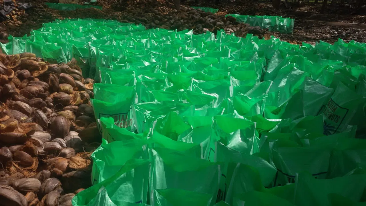 Pollachi Coconut Suppliers in India
Pollachi Coco...