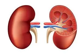 Kidney Failure Treatment
Treatment of the cause o...