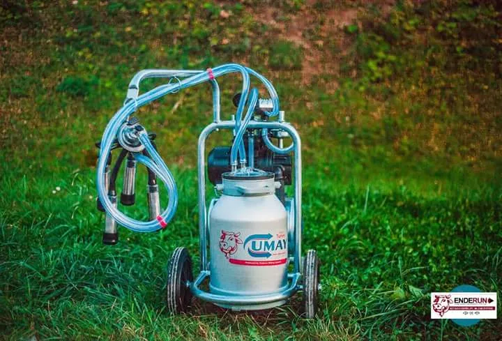 Facing A Labour Problem In Your Dairy Farm, Why To...