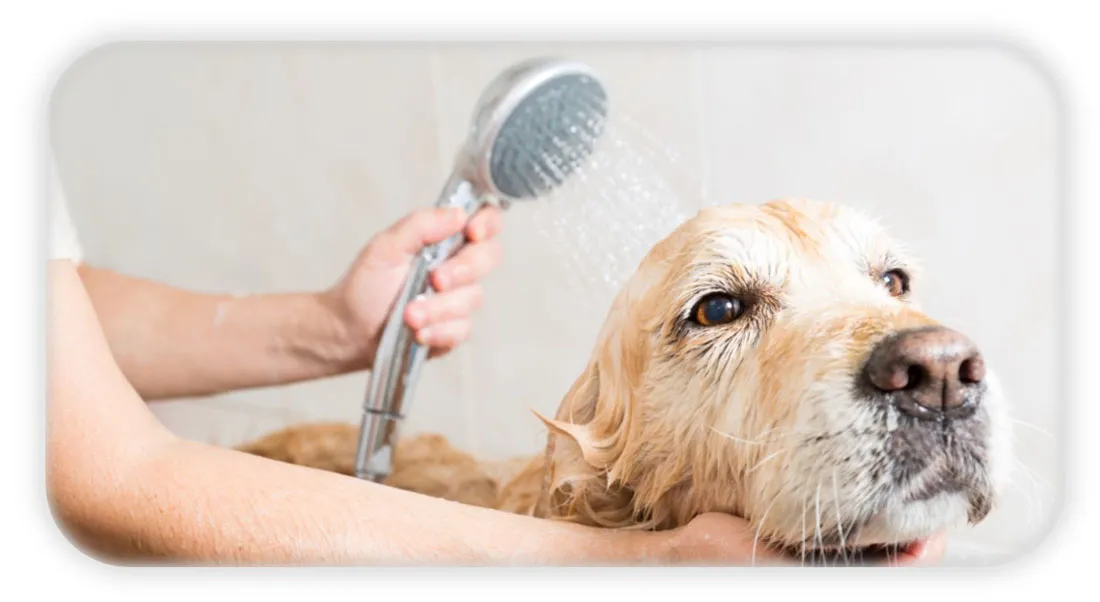 WHY IT`S IMPORTANT TO GROOM YOUR PET ?
Regular PET...