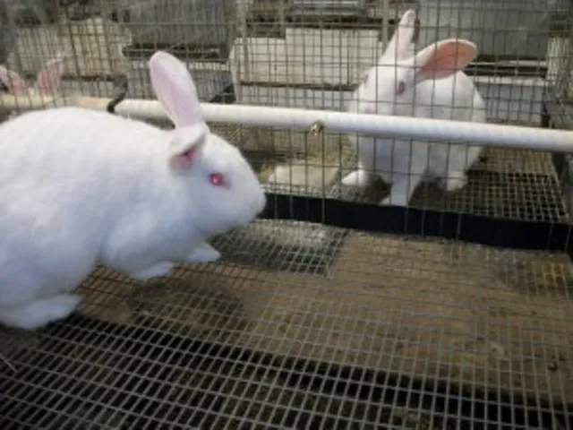 RABBIT CARE
RABBITS need hay—specifically, Timo...