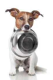 PET FOOD BOWL CLEANLINESS
If we wouldn’t eat i...