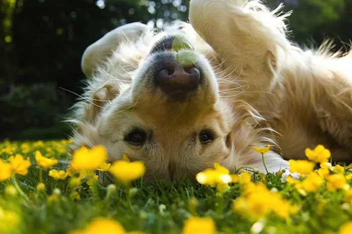 SUMMERS PET GROOMING
Summer’s here and it’s time ...
