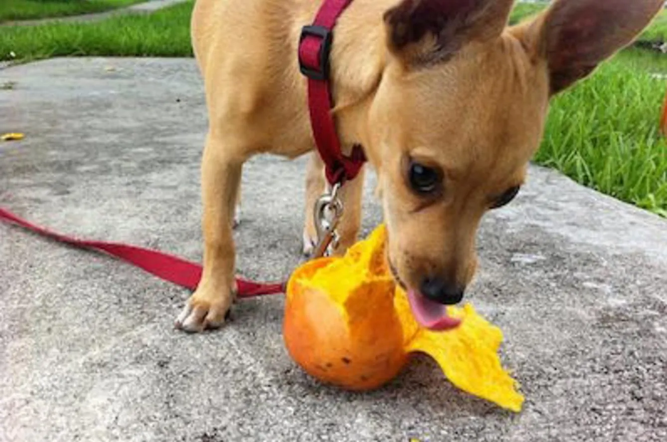 CAN DOGS EAT MANGOES?
There’s a reason why mang...