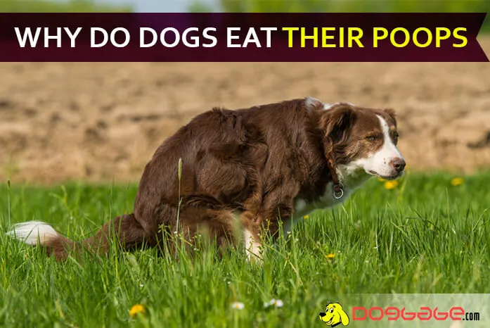Discover what’s behind your dog’s poop-eating hab...
