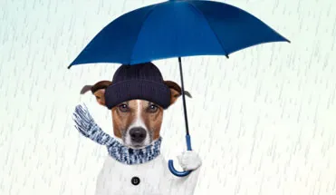 Keep your PET'S fur dry and use an ideal rain gear...