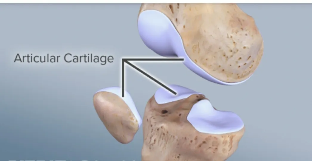 WHAT IS CARTILAGE?
IT IS SMOOTH ELASTIC TISSUE, A ...