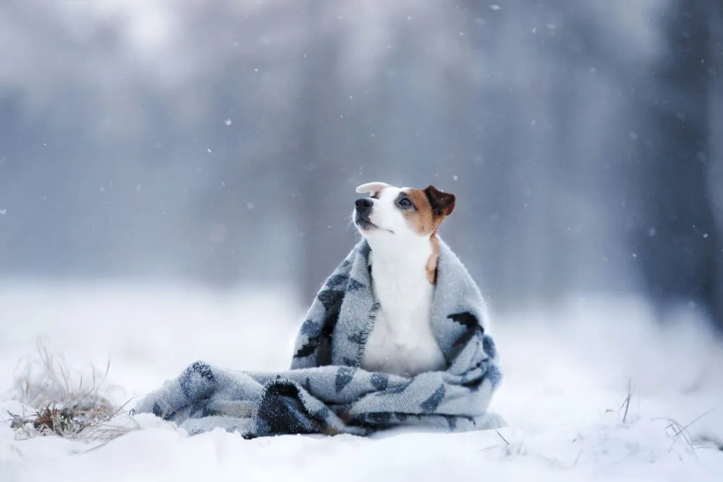 Frostbite begins when the dog’s body gets cold. Th...