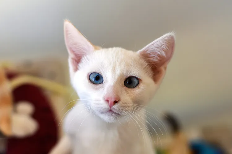 Ear Problems in Dogs and Cats
pet lovers don’t wa...