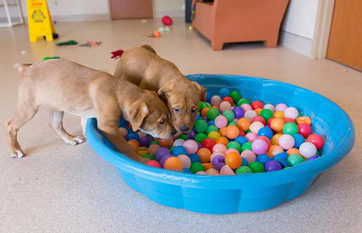 Puppy care
You don’t want to socialize your puppie...