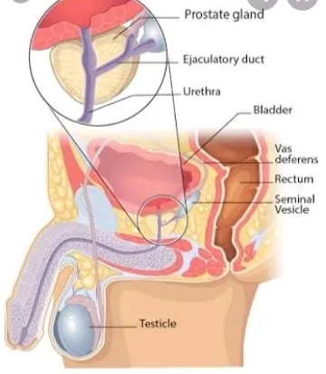 Nano homeopathy
Prostate c...