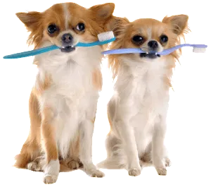 Regular dental exams are important to a pet’s over...