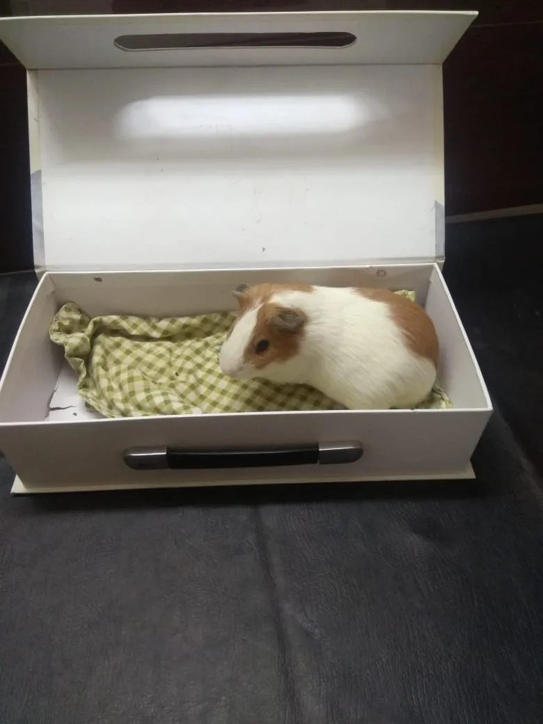 Goku C/O Ranjana, 2yr, Male Guineapig having eye i...