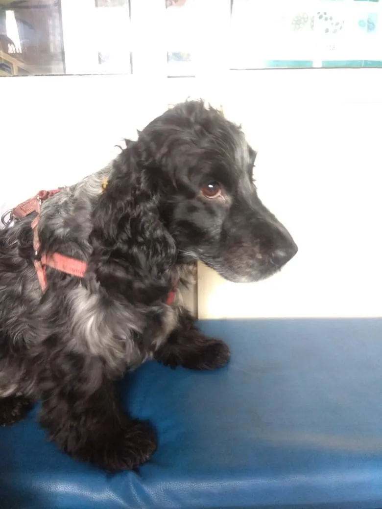 Pluto C/O Chandrika, 5yrs Male Cocker feeling pani...