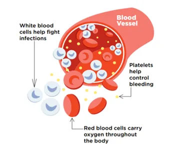 What is bone marrow?
Bone marrow is the soft, spon...