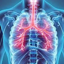 A chest doctor, also known as a pulmonologist or a...