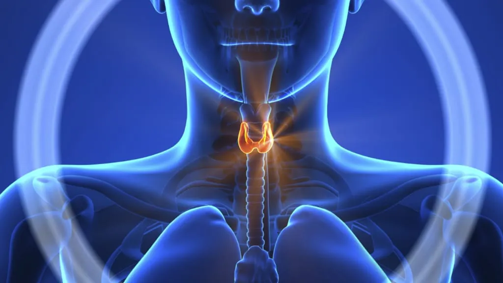 Diet in thyroid diseases
Thyroid hormones help ...