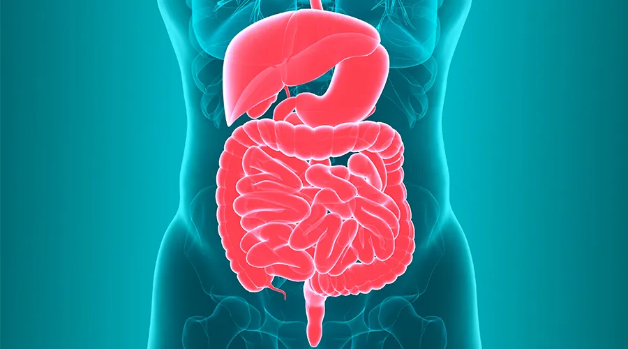 Gut Health and Ayurveda Ayurveda, the traditional ...