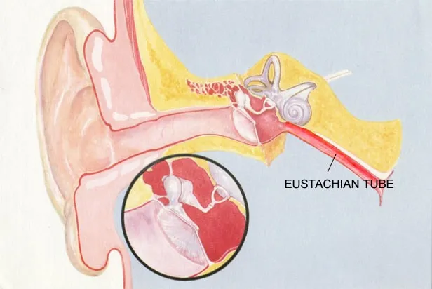 Finding Nasal And Laryngeal Endoscopy Clinic in Ra...