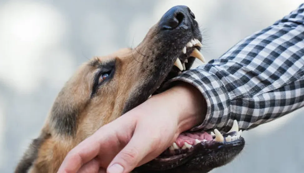 Dealing with Dog Bites: A Comprehensive Guide for ...